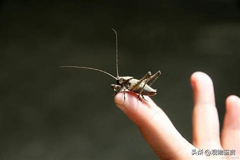 家裡有蟋蟀聲|如何清除蟋蟀: 9 步骤（包含图片）